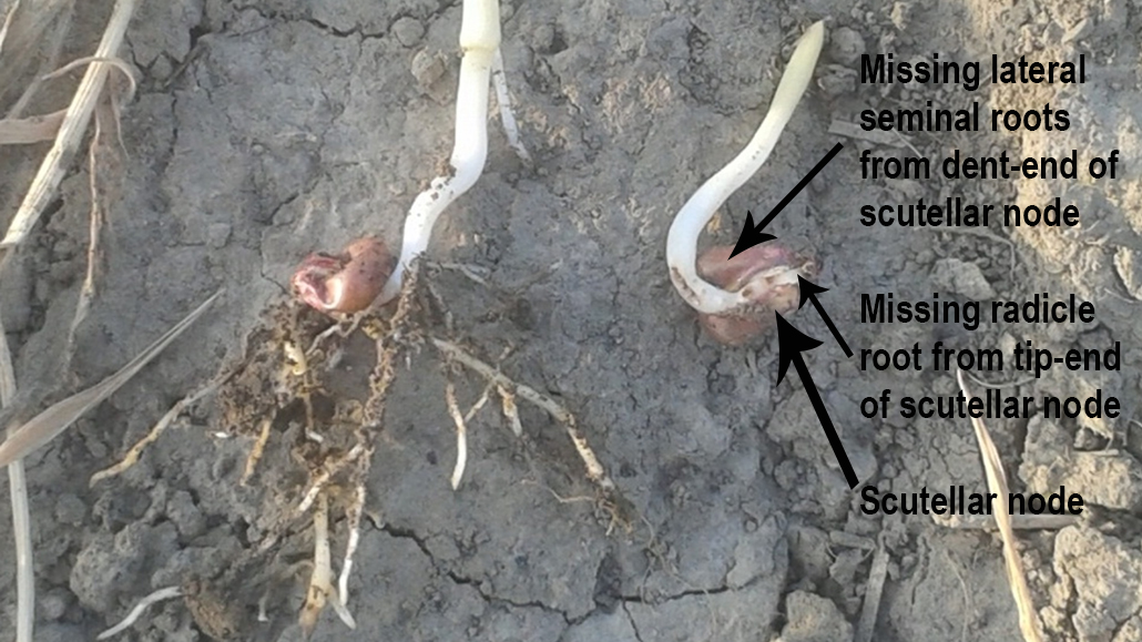 Cropside Avoiding the burn Ontario Grain Farmer