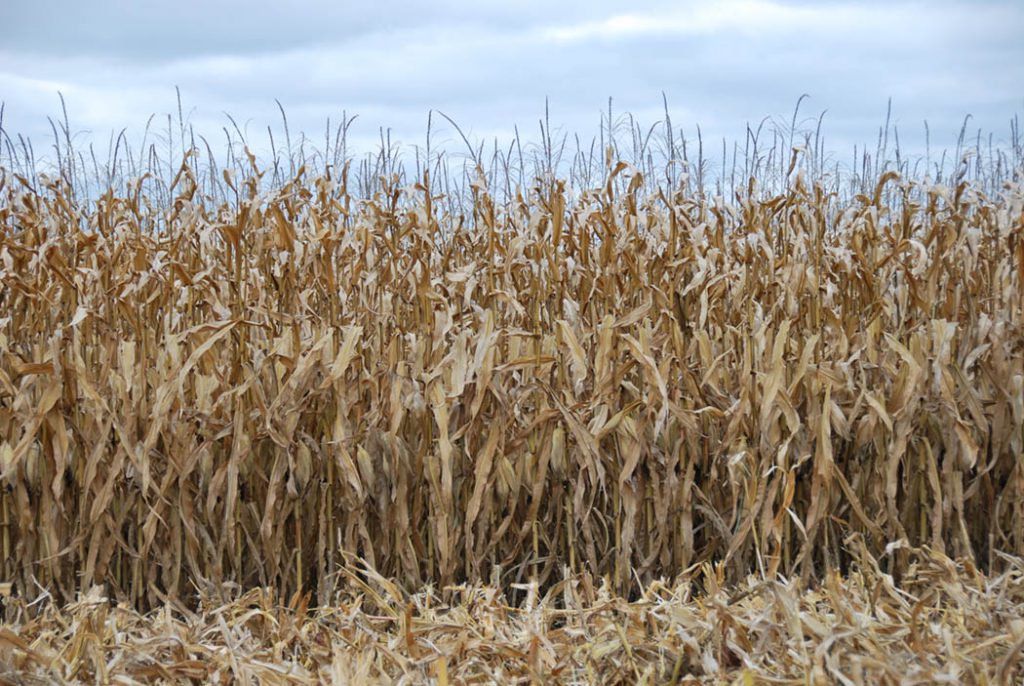 Ontario Corn Committee Performance Trials Ontario Grain Farmer