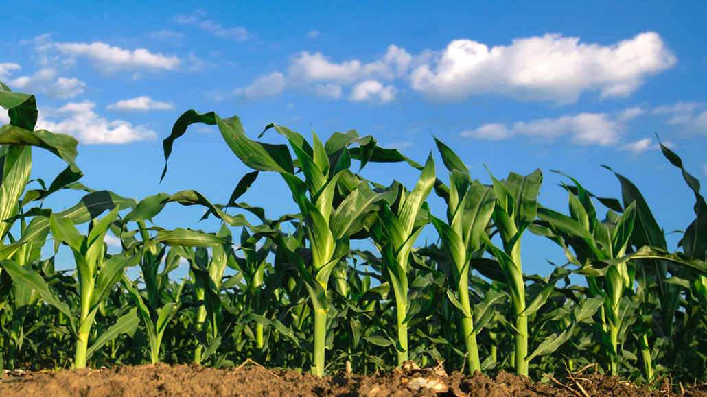 Clean growth - Ontario Grain Farmer