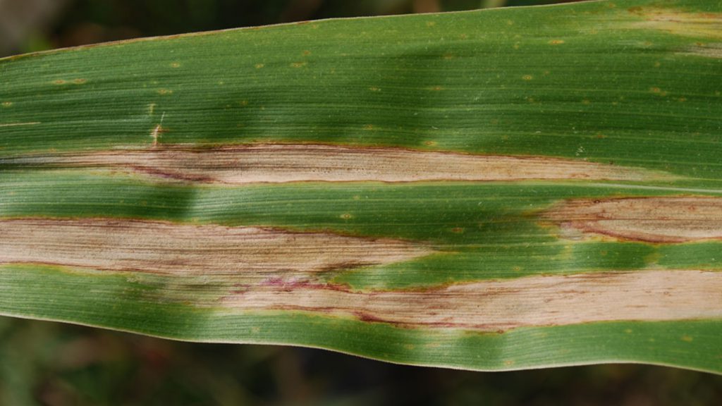 crop blight definition