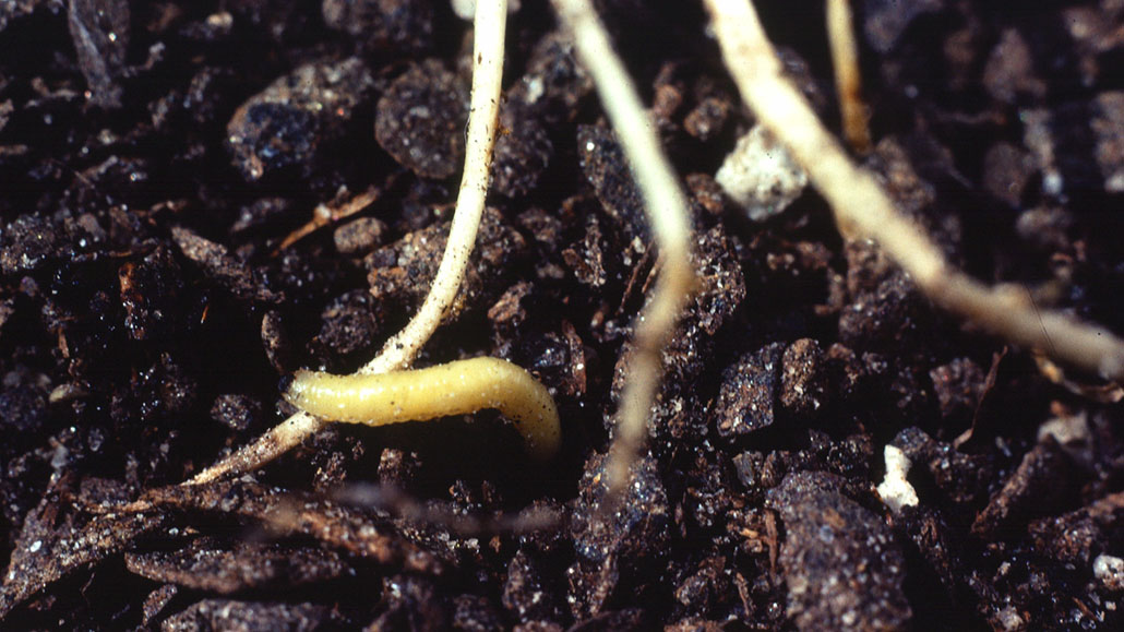 Resistant insects Ontario Grain Farmer