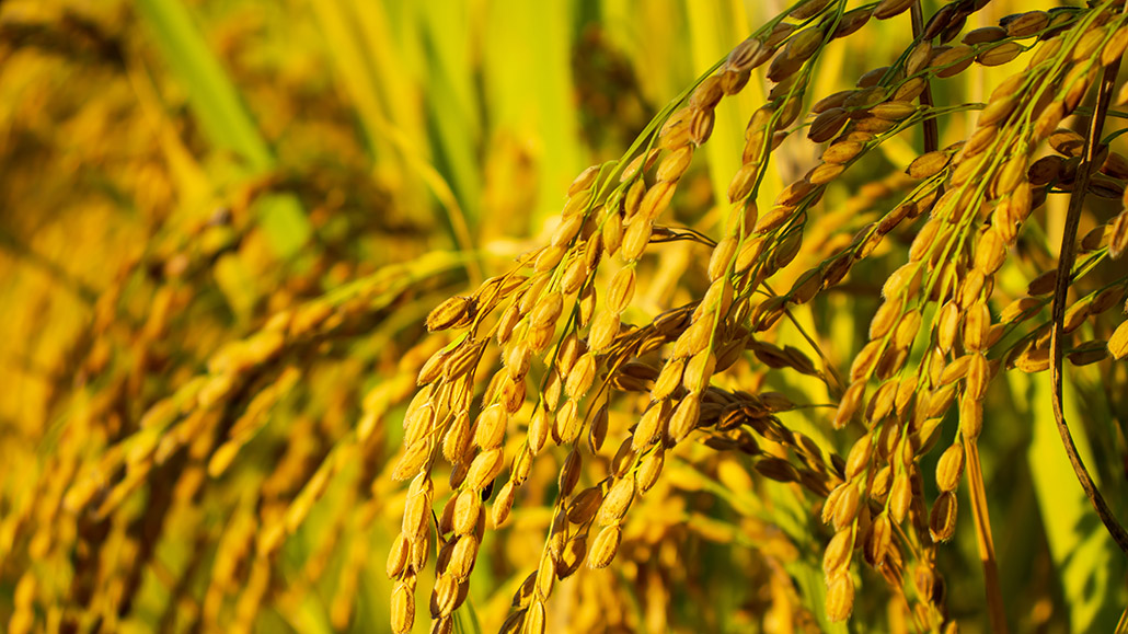 Growing acceptance - Ontario Grain Farmer