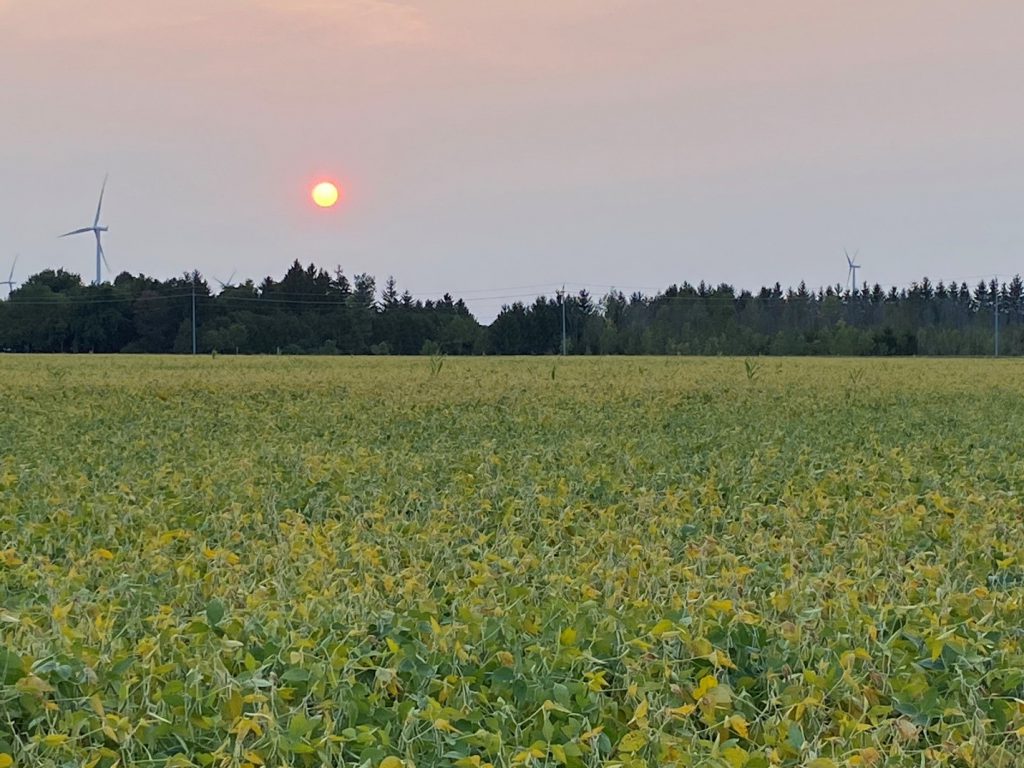 Ask an agronomist: benefits of a timely soybean and corn harvest