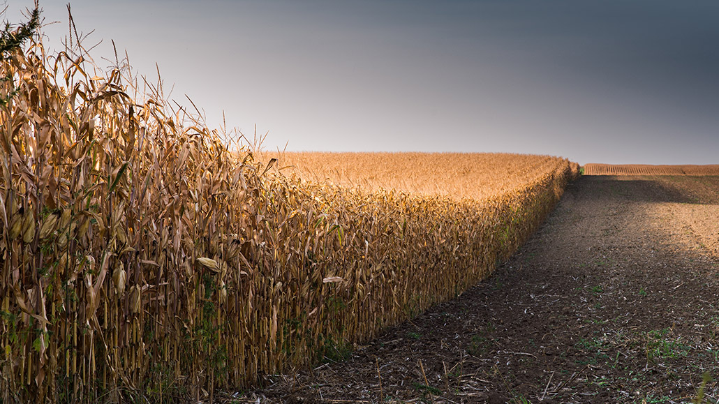 Corn harvest, Thoeun harvests corn from her farm. She earns…