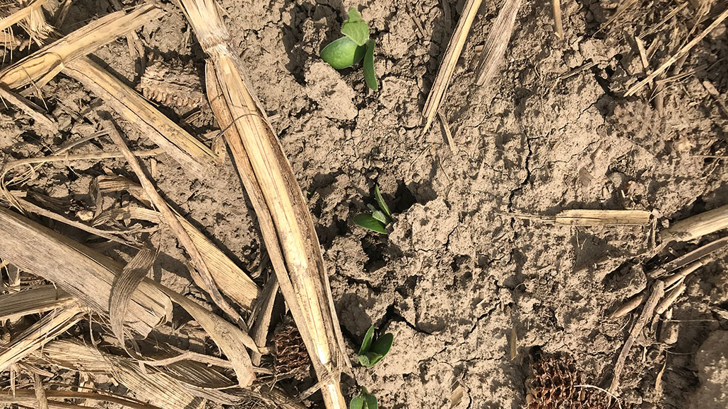 Cropside Soybean seeding depth Ontario Grain Farmer