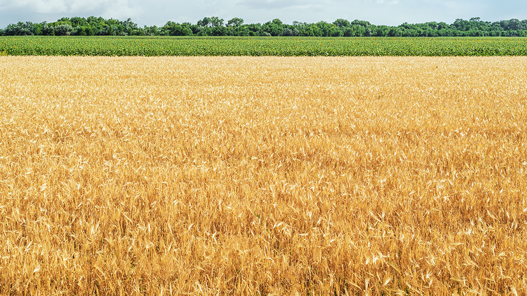 The new Cereals Canada Ontario Grain Farmer