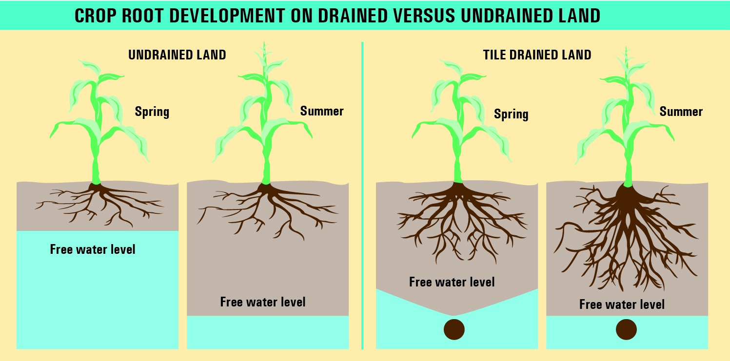 Root development. Root Crops. Root Crop gang. Root Developement of Vegetable Corps 1927.