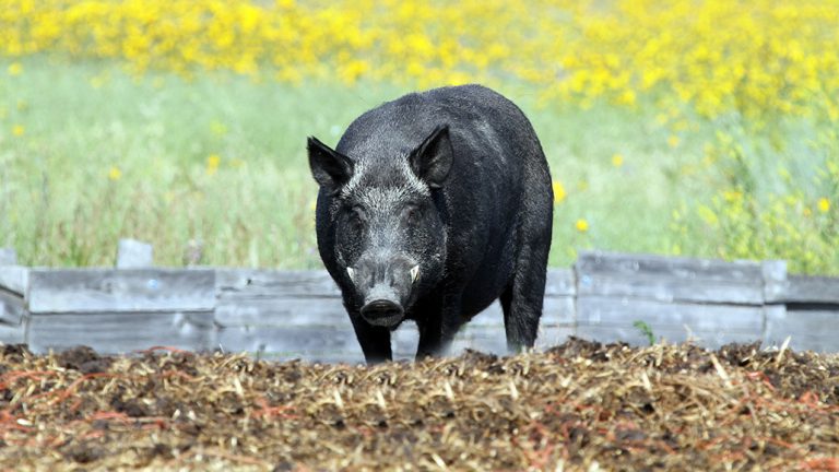 Wild pigs in Ontario - Ontario Grain Farmer