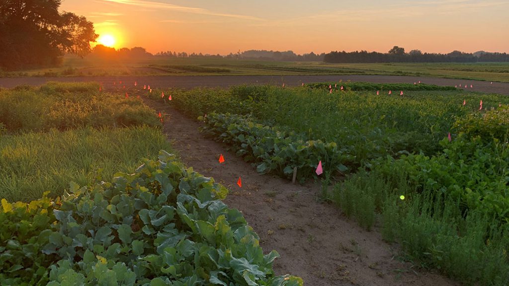 Cover Crops Ontario Grain Farmer   Cover Crops 1024x576 