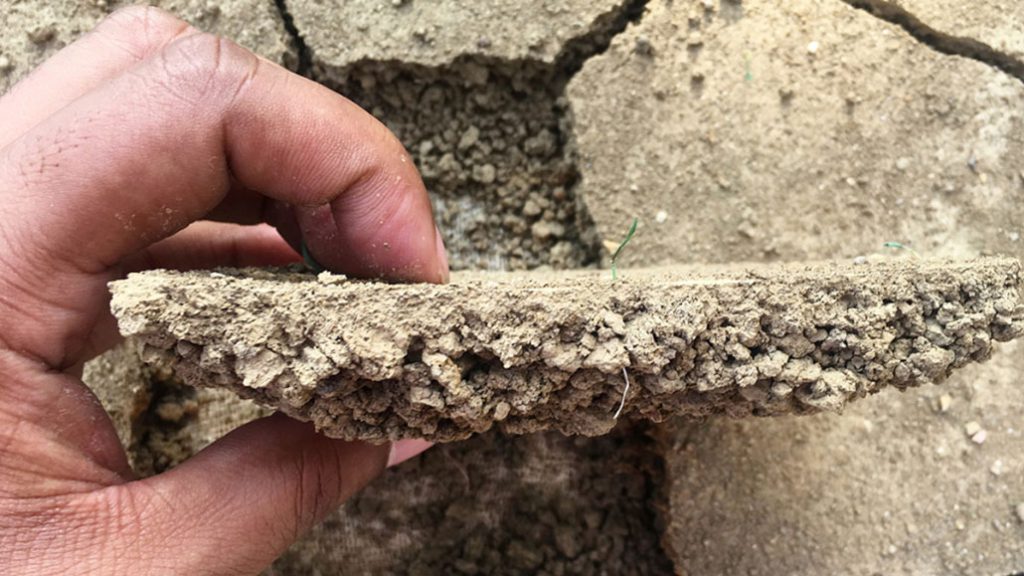 Cropside: Soil crusting - Ontario Grain Farmer