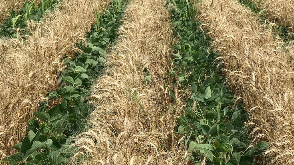 Growing two crops at once - Ontario Grain Farmer