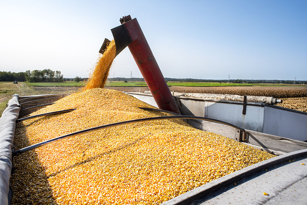 Improving DON detection in harvested grain - Ontario Grain Farmer