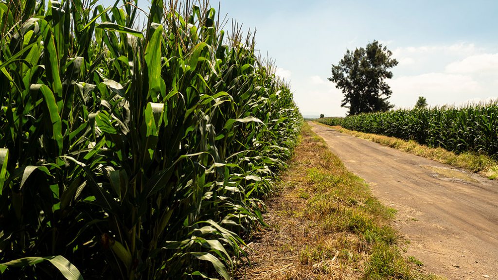 Maize - Crop Trust