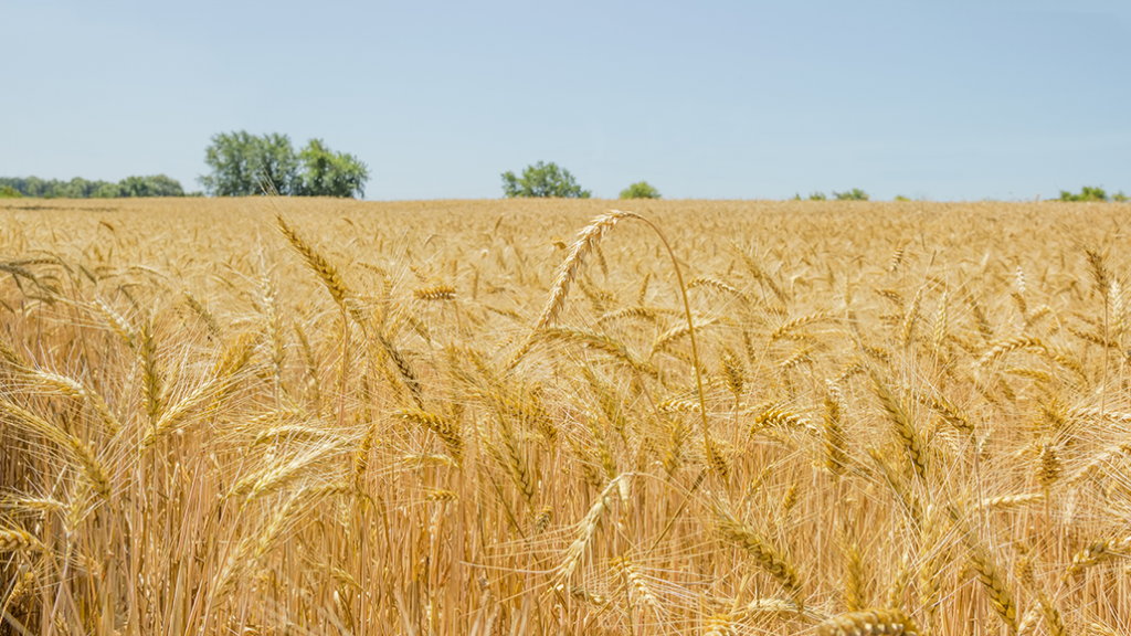 Getting ready for winter wheat - Ontario Grain Farmer