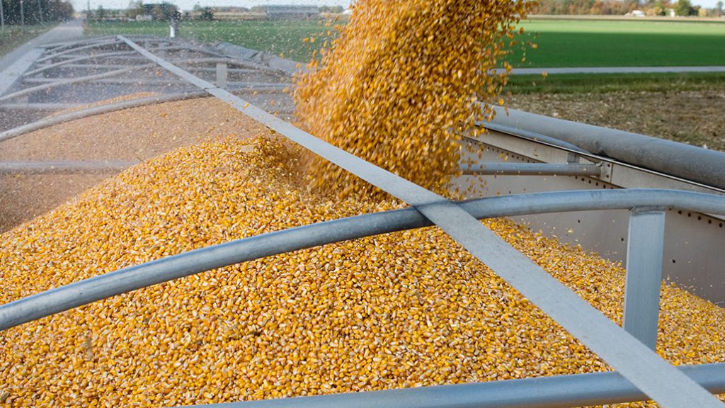 Corn harvest - Ontario Grain Farmer