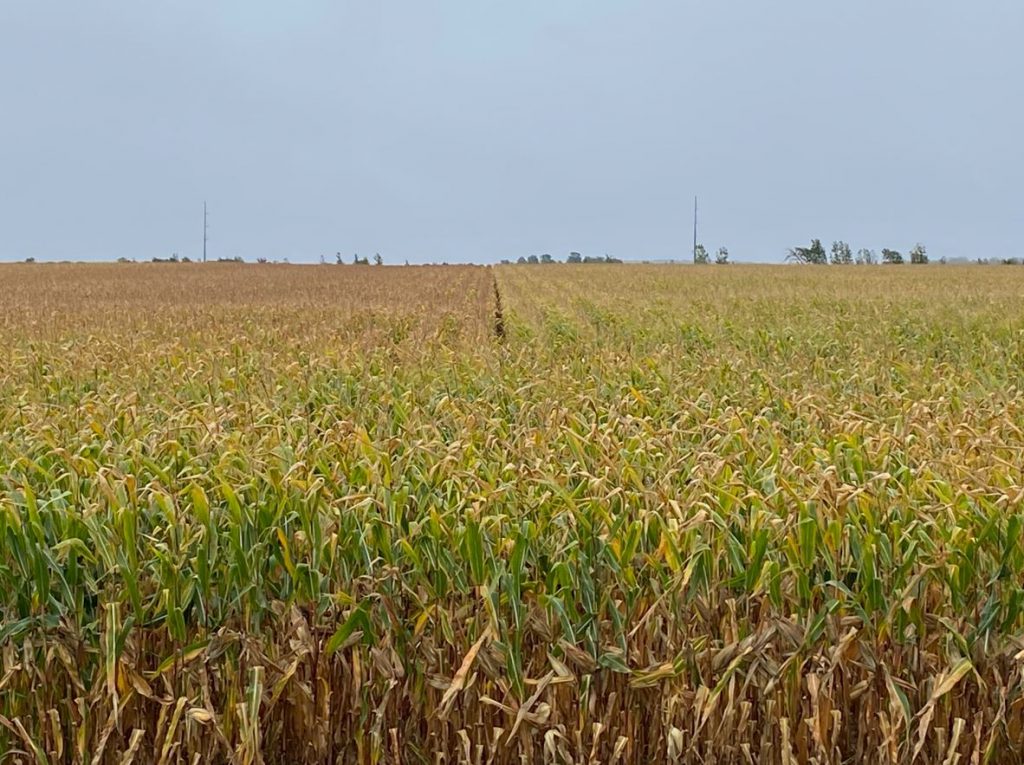 Field observations - Ontario Grain Farmer