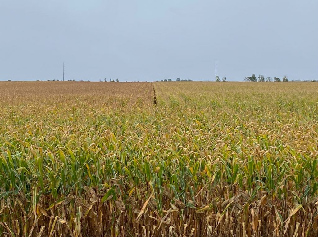 All About Arizona Corn Harvest - UDA