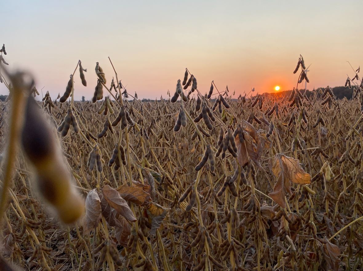 Corn Harvest at 45% Lags Average; Soybeans 89% Done, CropWatch