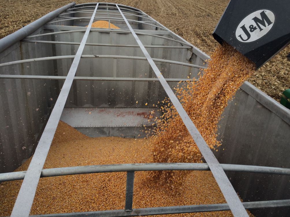 Corn Harvest at 45% Lags Average; Soybeans 89% Done, CropWatch