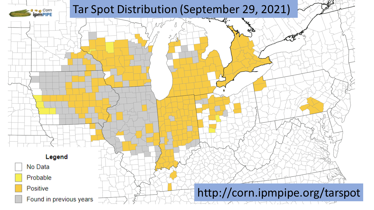 Tar spot - Ontario Grain Farmer