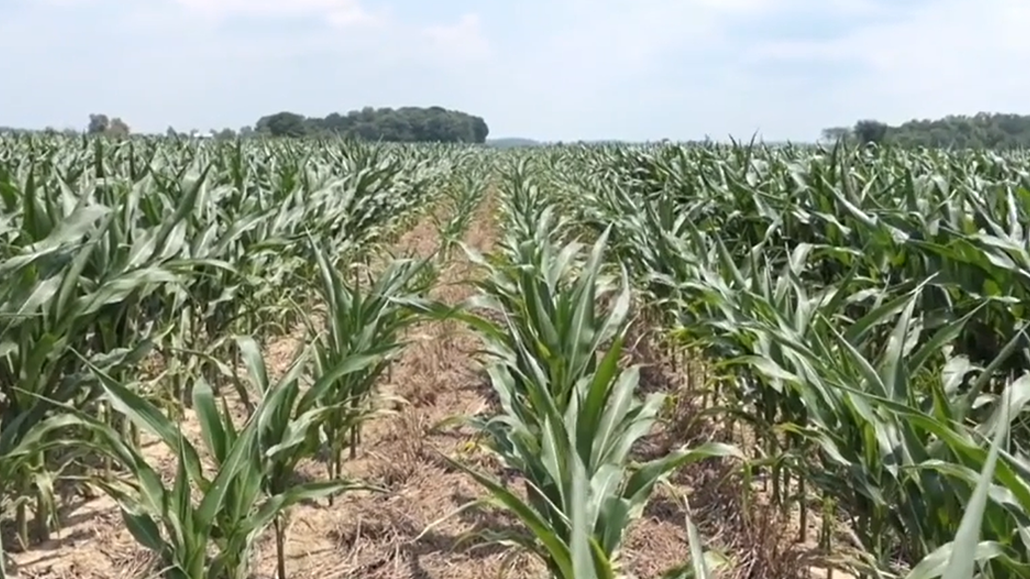 Strip till residue - Ontario Grain Farmer