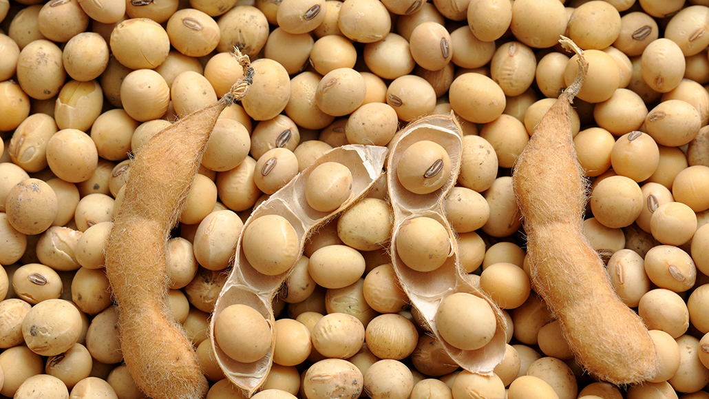 Seed development soybeans Ontario Grain Farmer