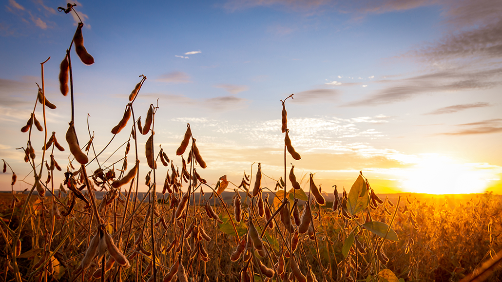 Price Of Soybeans Ontario