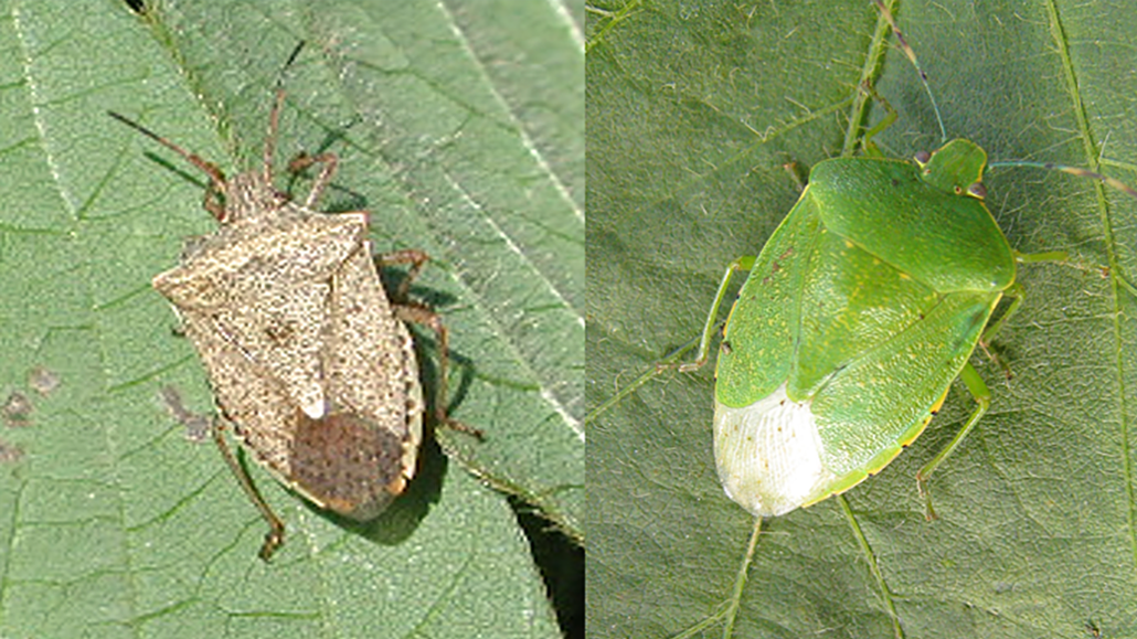 Scouting for stink bugs Ontario Grain Farmer