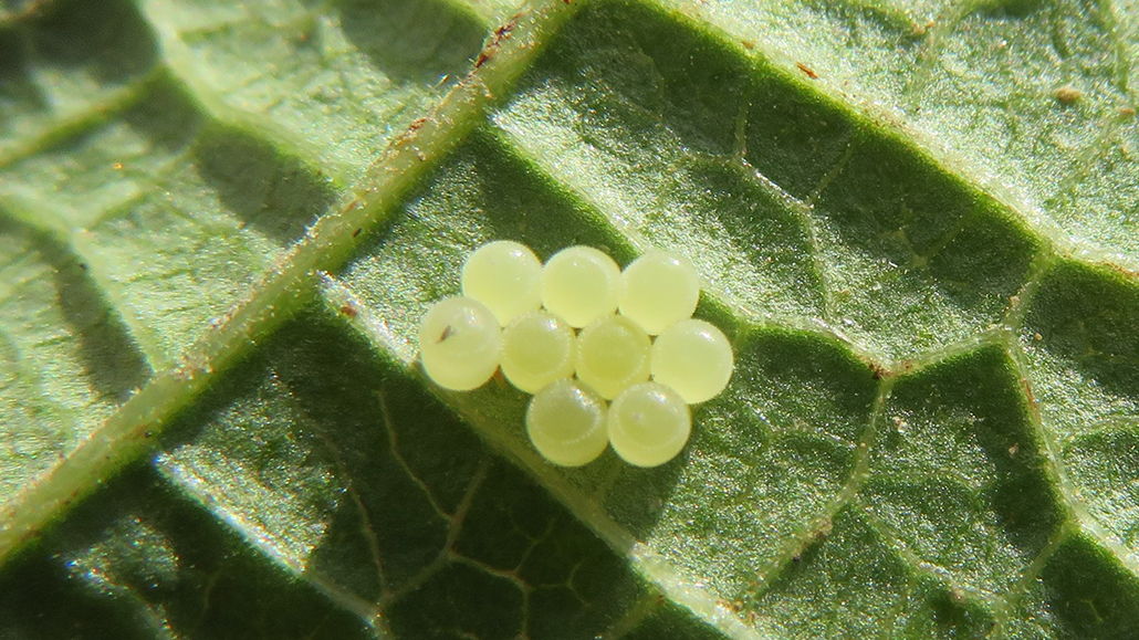 Scouting for stink bugs - Ontario Grain Farmer