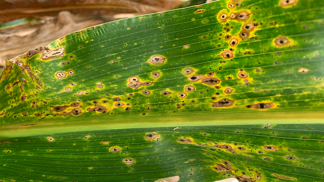 Tar spot in Ontario Ontario Grain Farmer