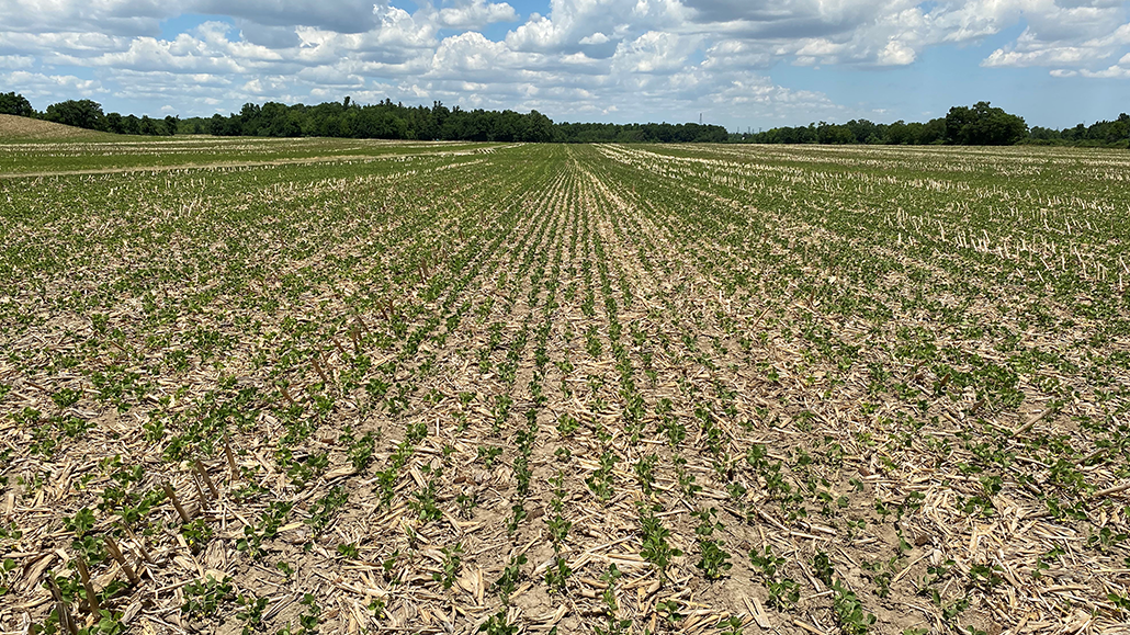 Notill soybeans Ontario Grain Farmer