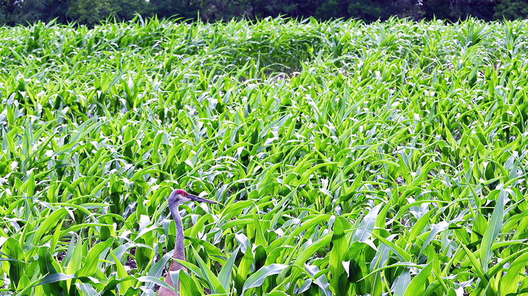 Sandhill cranes - Ontario Grain Farmer