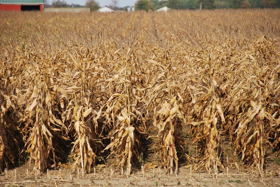 Ask an agronomist: benefits of a timely soybean and corn harvest