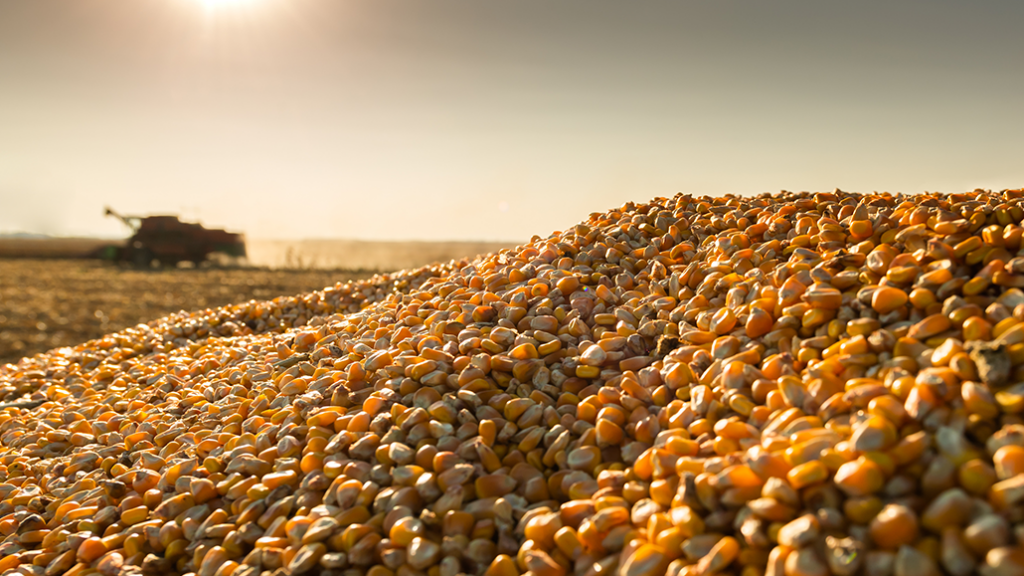 Corn harvest - Ontario Grain Farmer