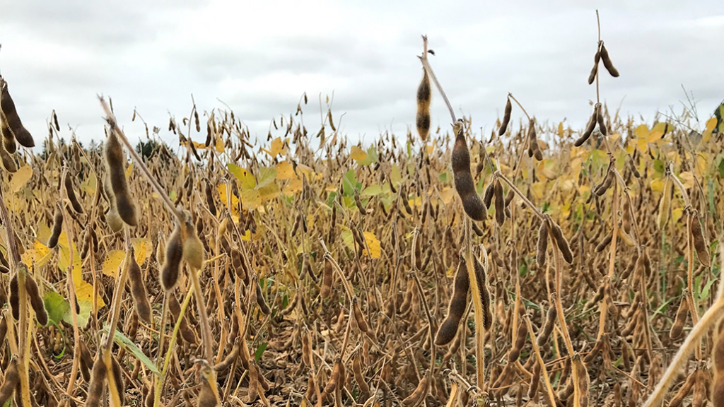 Demand For Canadian Soybeans Ontario Grain Farmer   Demand For Canadian Soybeans 1024x576 