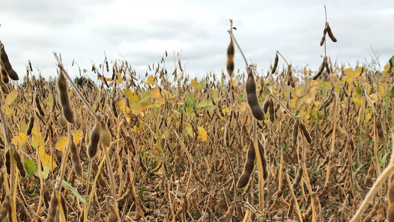 Demand for Canadian soybeans - Ontario Grain Farmer