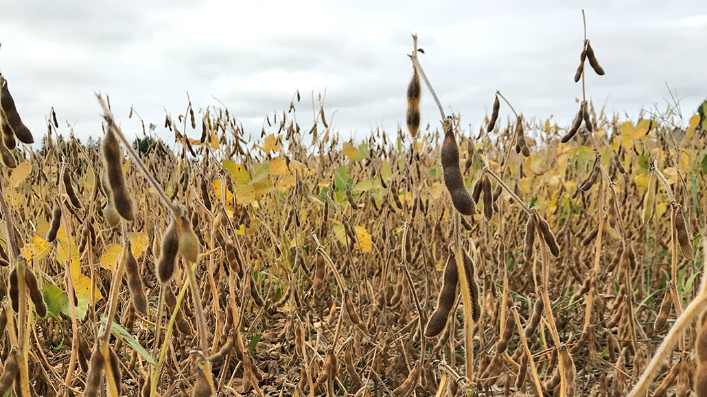 Demand for Canadian soybeans Ontario Grain Farmer