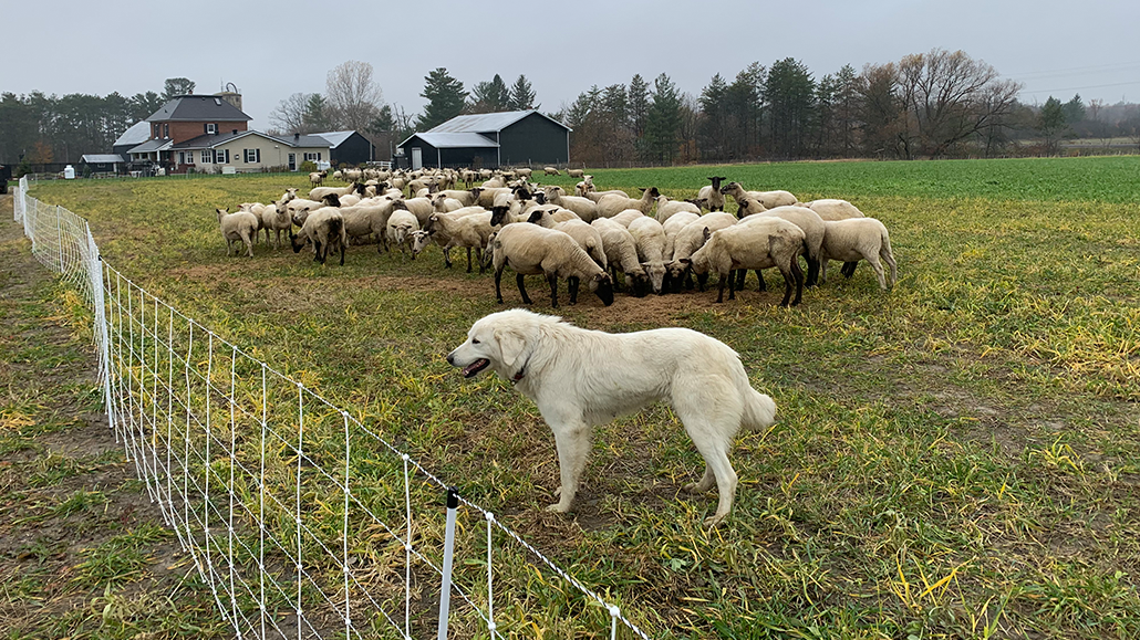 Grazing cover crops Ontario Grain Farmer