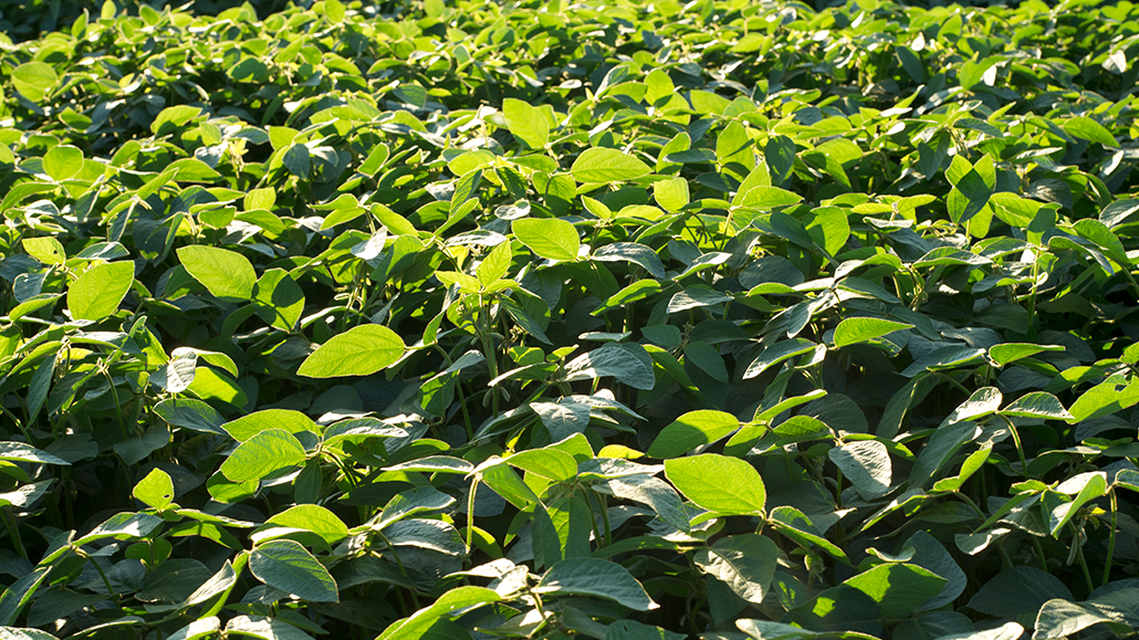 Sustainable Canadian Soy program - Ontario Grain Farmer