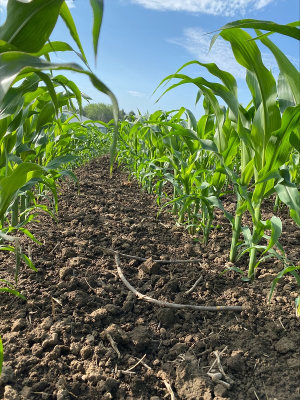 2023 Ontario Hybrid Corn Performance Trials Now Available – Field