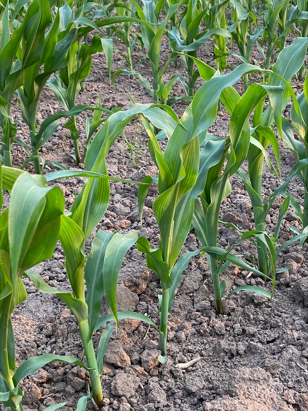 Field observations - Ontario Grain Farmer