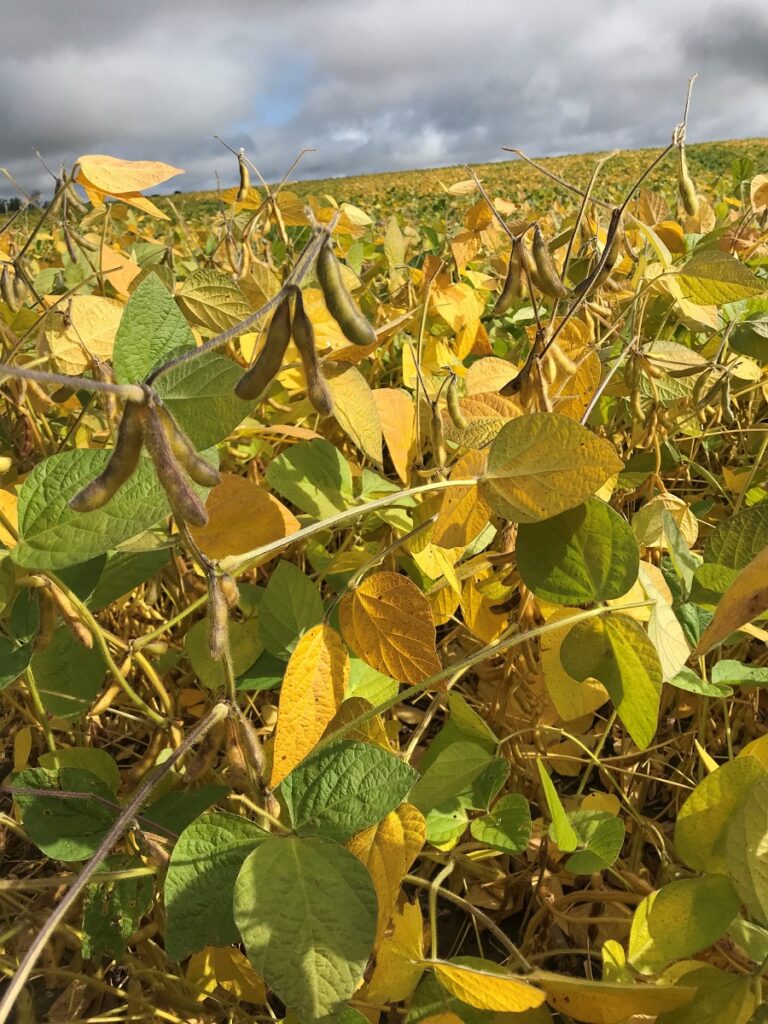 2023 Ontario Hybrid Corn Performance Trials Now Available – Field Crop News