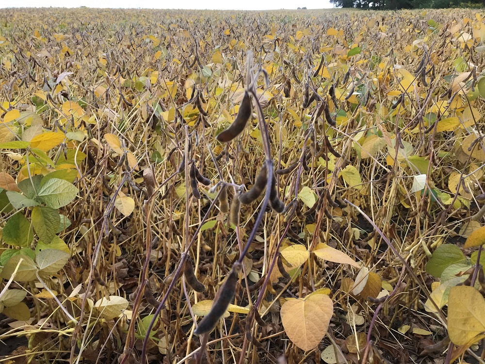 Field observations - Ontario Grain Farmer