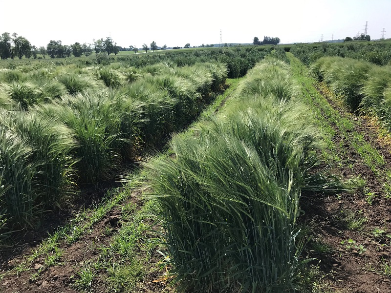 Field observations - Ontario Grain Farmer