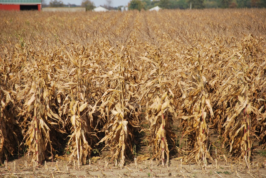 Corn harvest begins in Illinois as crop conditions fall - Brownfield Ag News