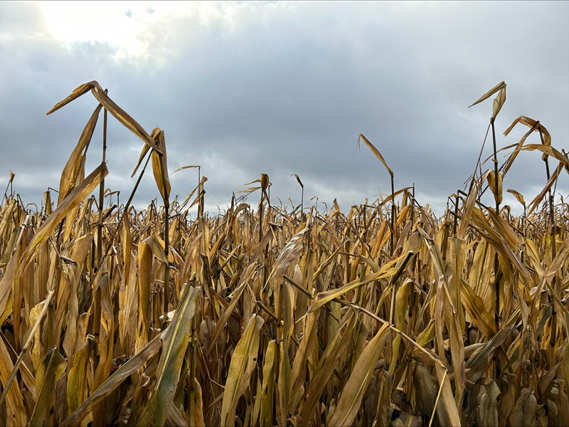 2023 Ontario Hybrid Corn Performance Trials Now Available – Field